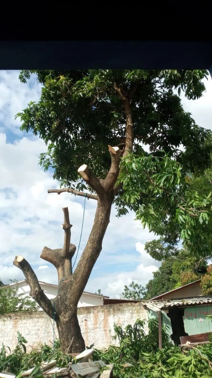 Cortes e podas de árvores de todos os tamanhos  - Foto 2