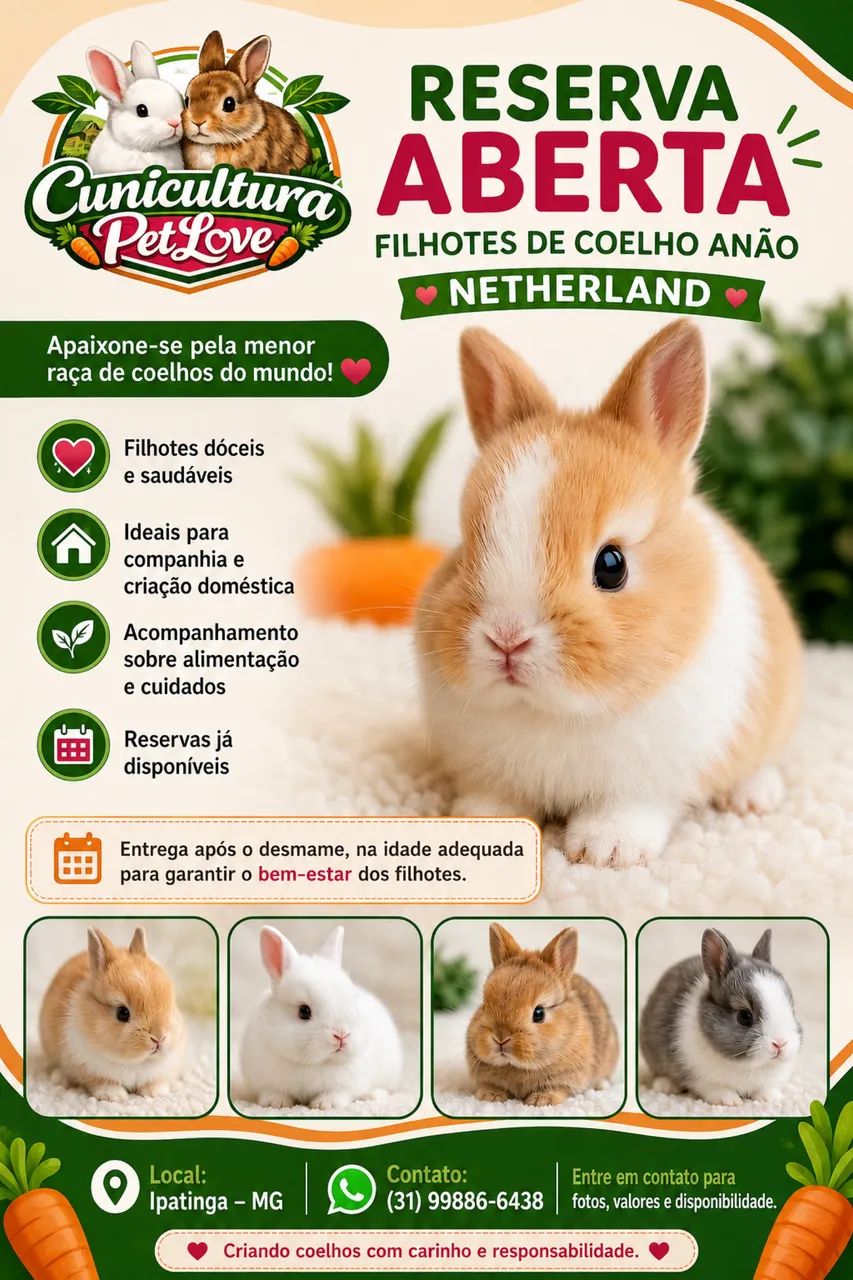 Reserva de Filhotes de coelho Anao Netherland  - Foto 6