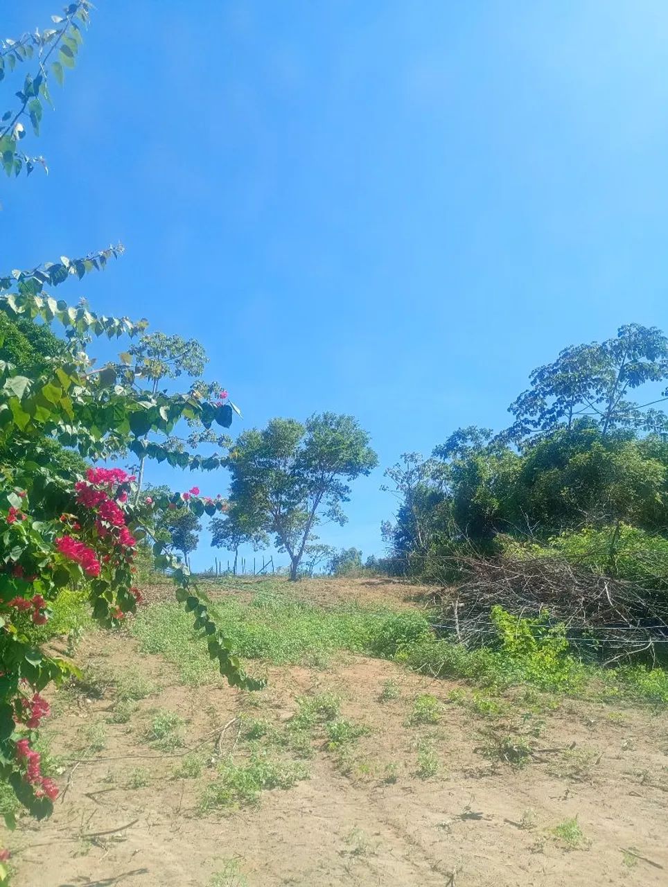 Foto - Mata de São João - 