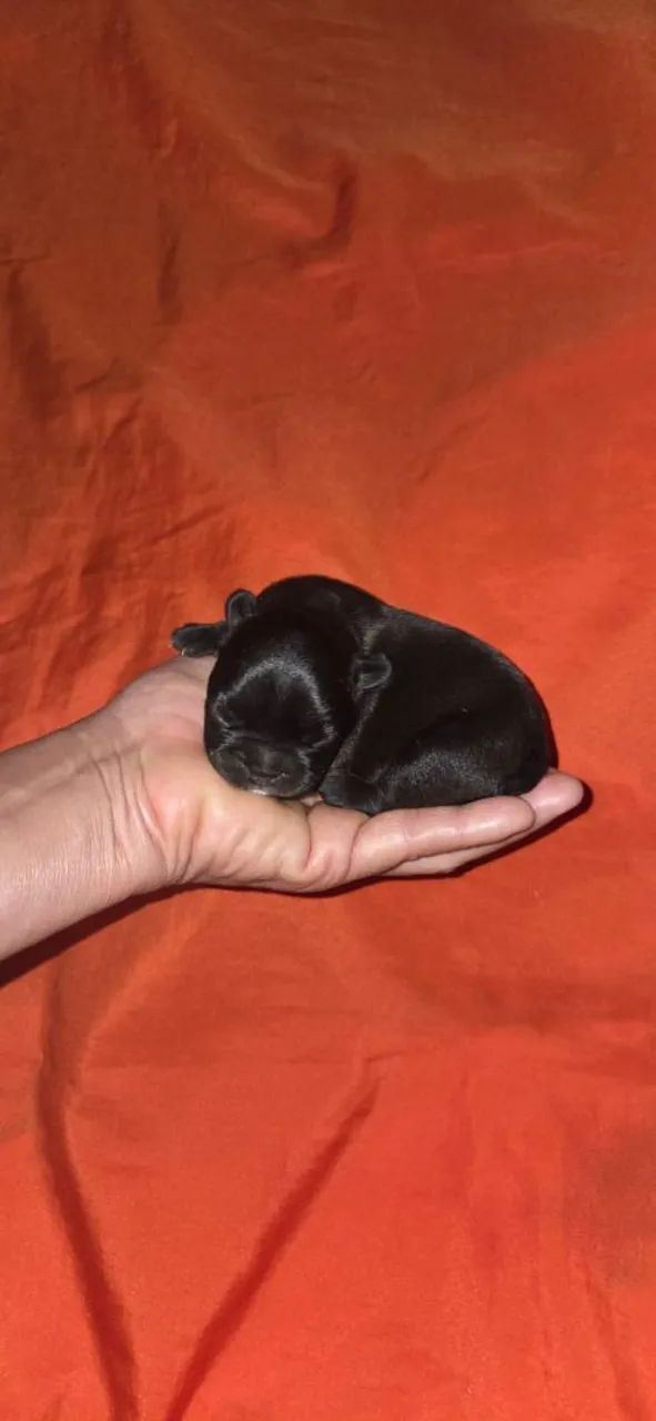 Bulldog Francês  - Foto 5