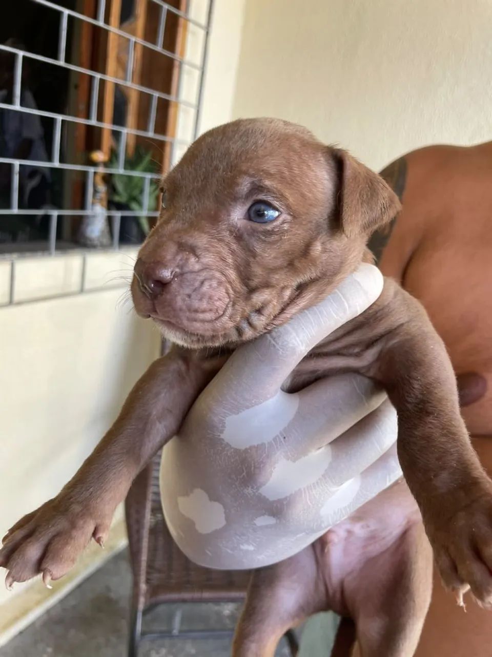Disponível  - Foto 4