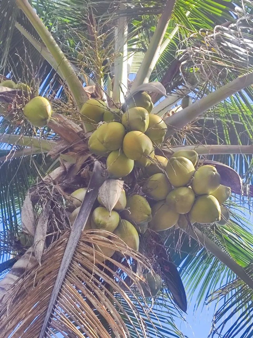 VENDO UMA CHÁCARA E UMA LINDA CASA - Foto 3