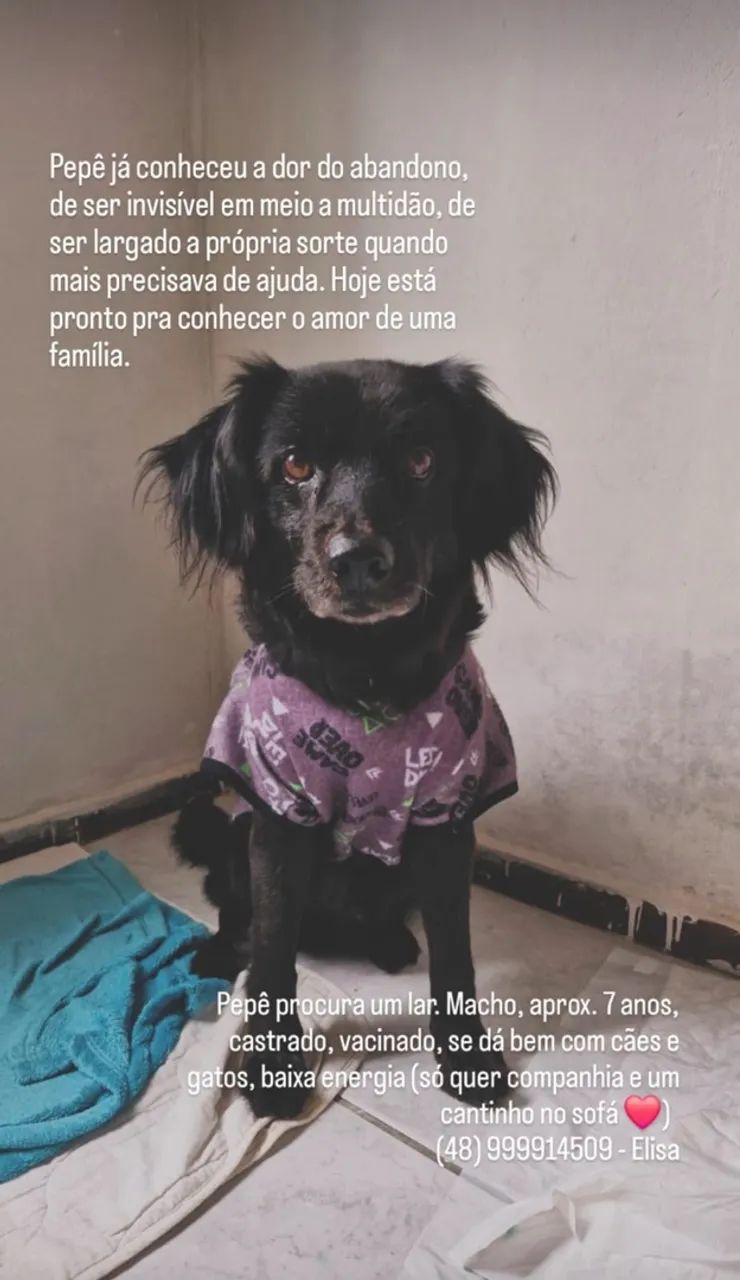 Cachorro macho adoção