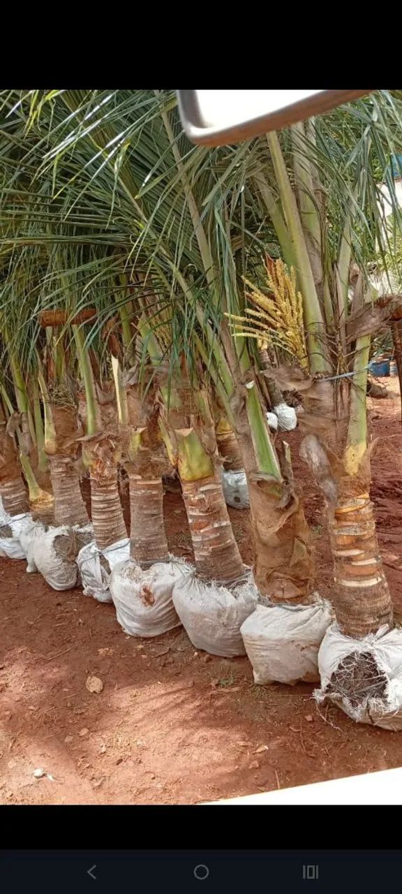 Pe de coco anão 