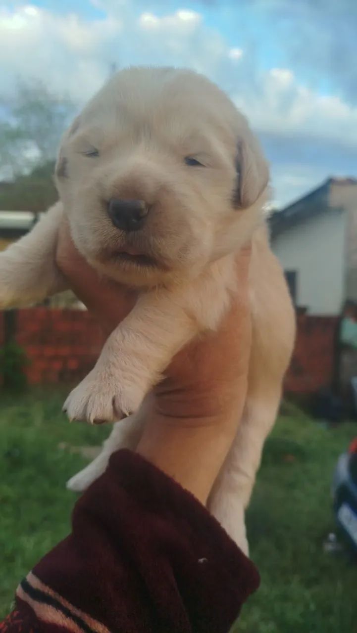 Golden Retriever  - Foto 3