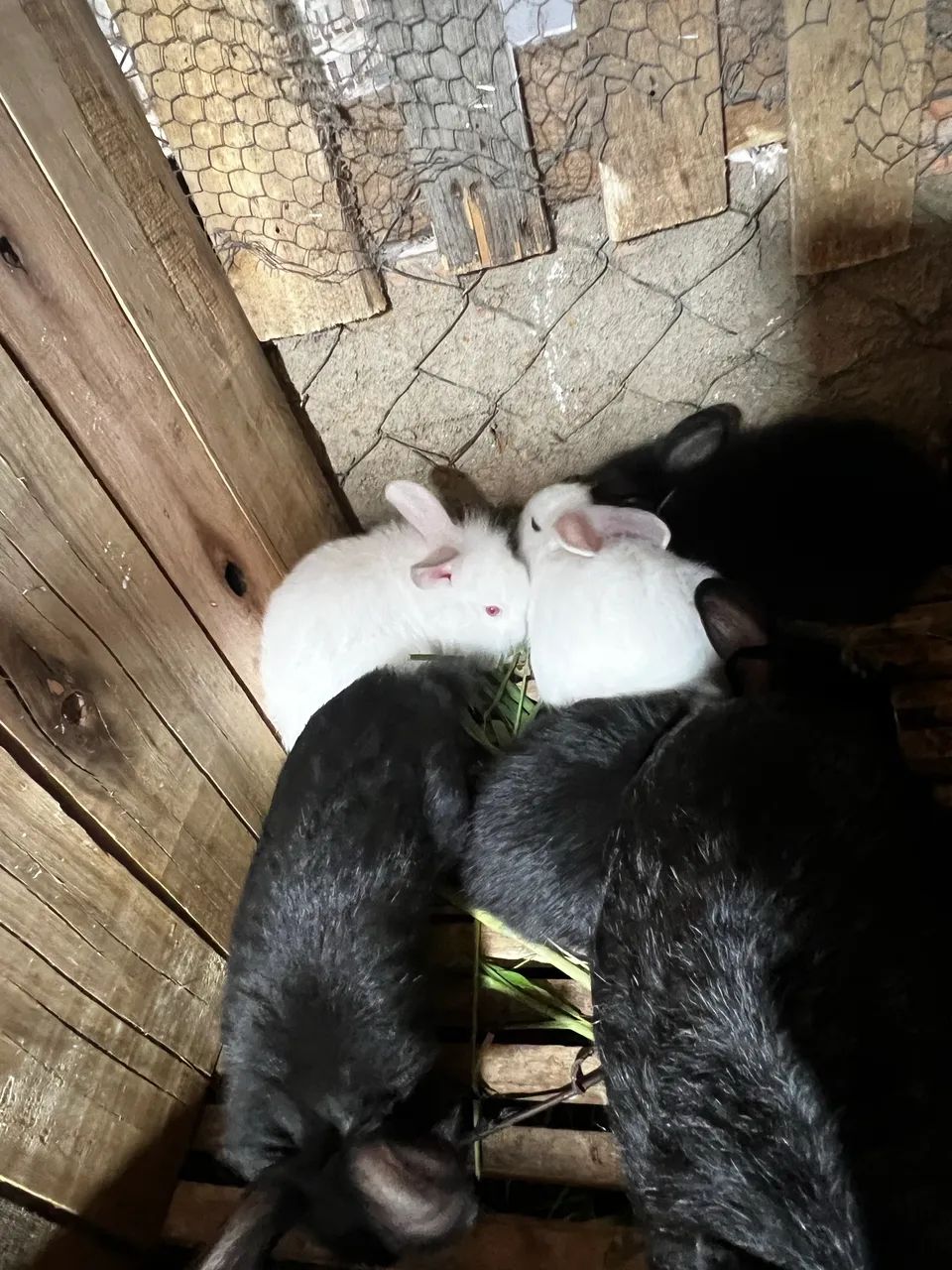 Coelho porte médio pra grande  - Foto 2