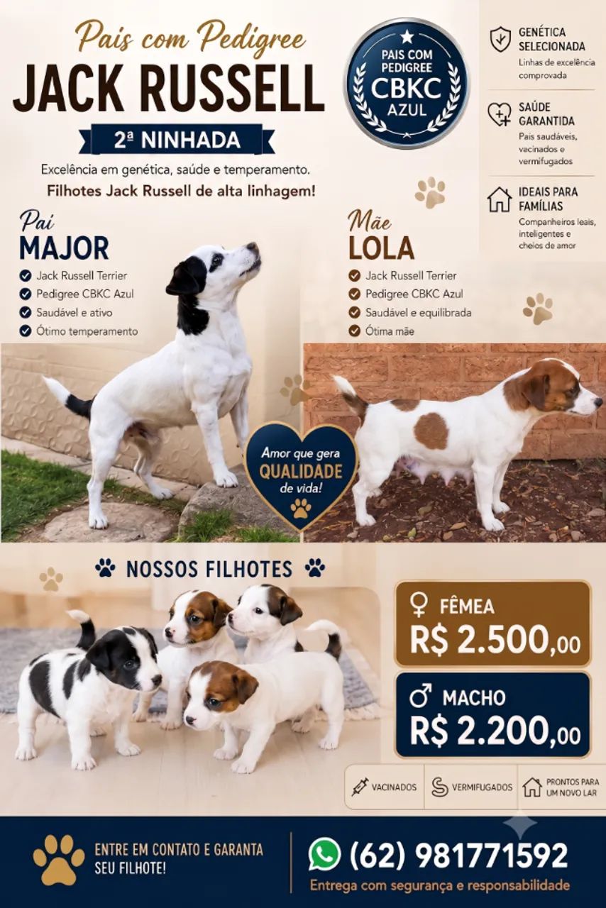 FILHOTES JACK RUSSELL
