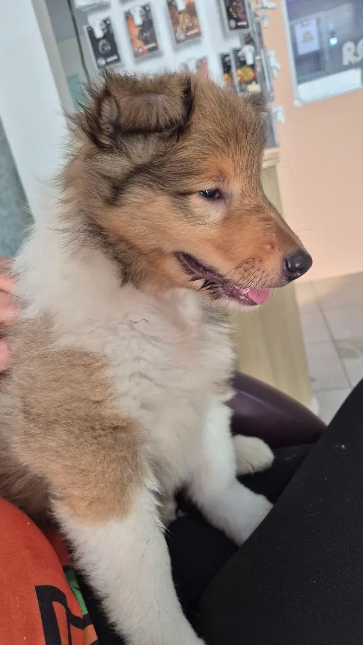 Filhote de Collie - Foto 5