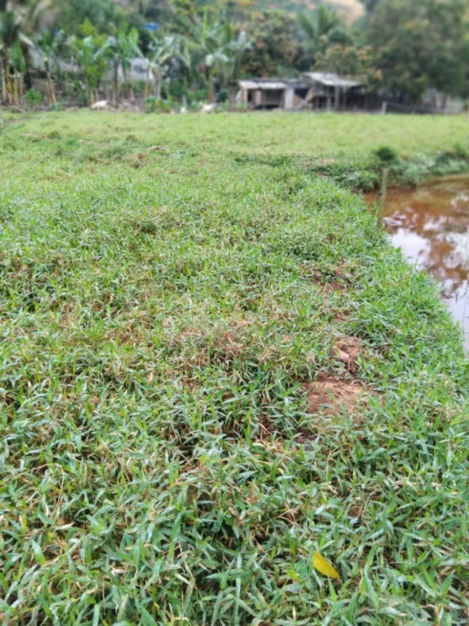 Chácara de 5.110 M2 com casarão  - Foto 4