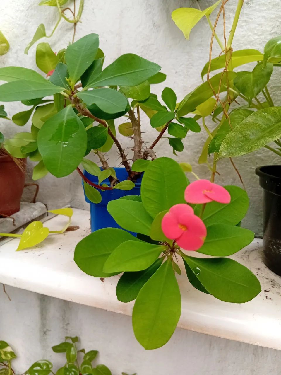 Muda de planta com flor vermelha. - Foto 2
