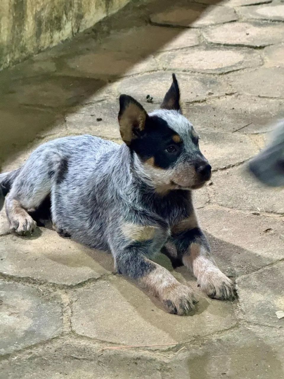 BOIDAEIRO AUSTRALIANO - Foto 2