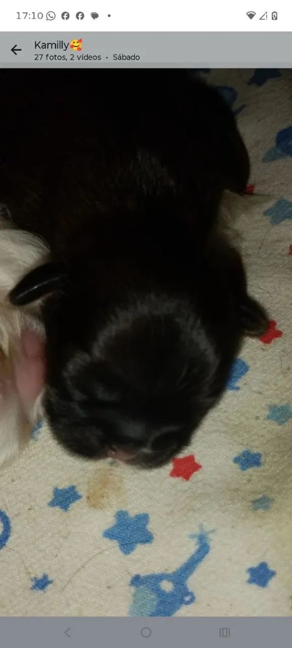 @#shihtzu - Foto 2