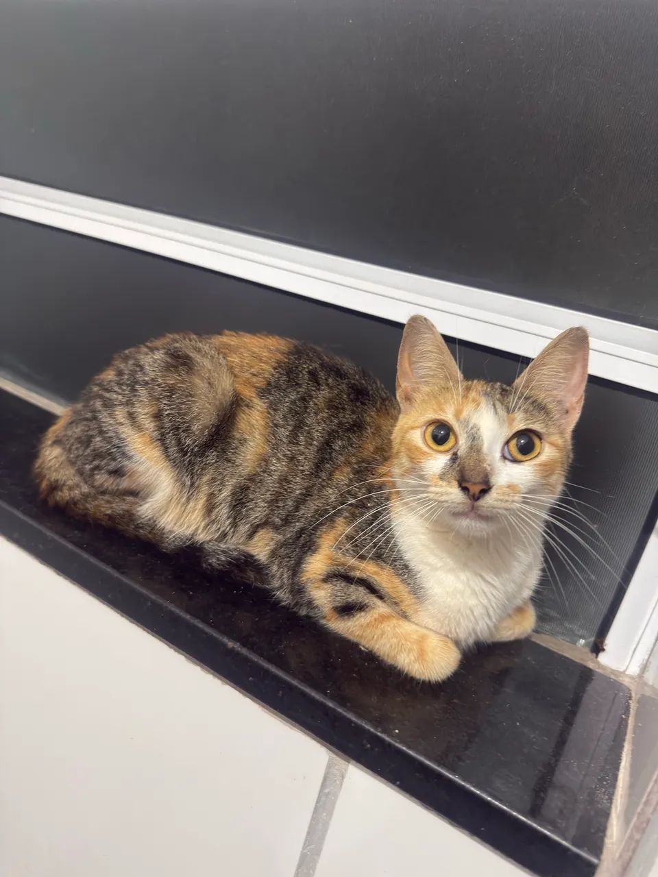 Lindos gatinhos para doação  - Foto 2