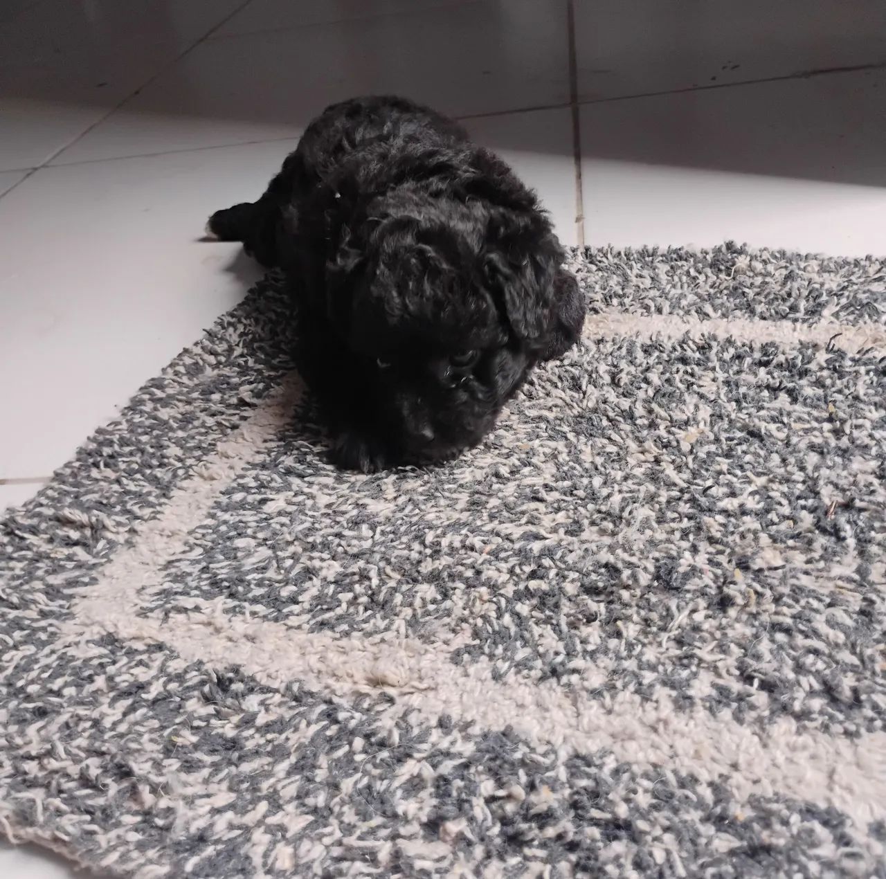Cachorro poodle 400 reais  - Foto 3