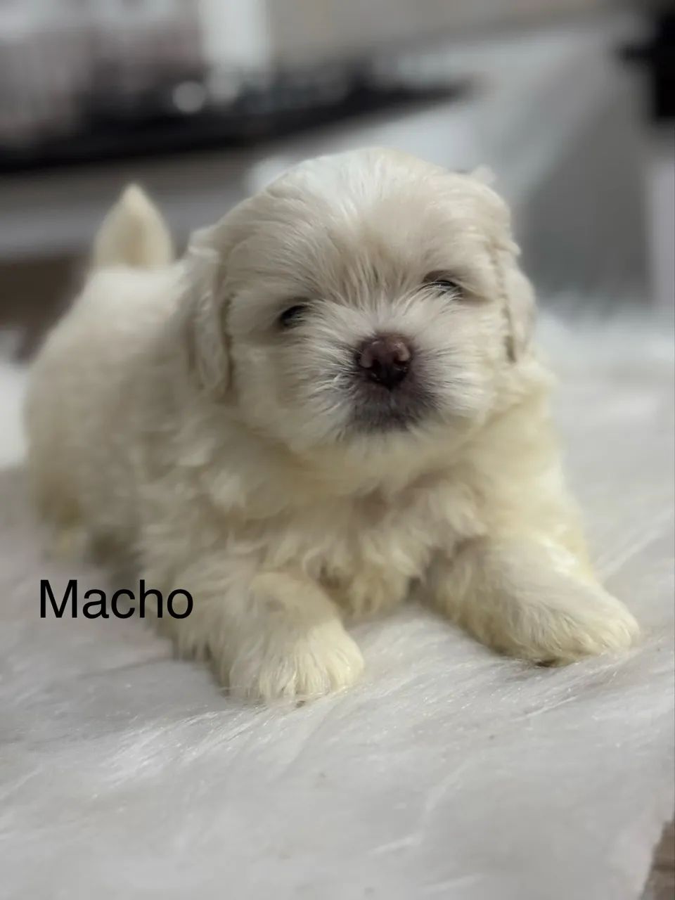 Filhotes de shih tzu  - Foto 3