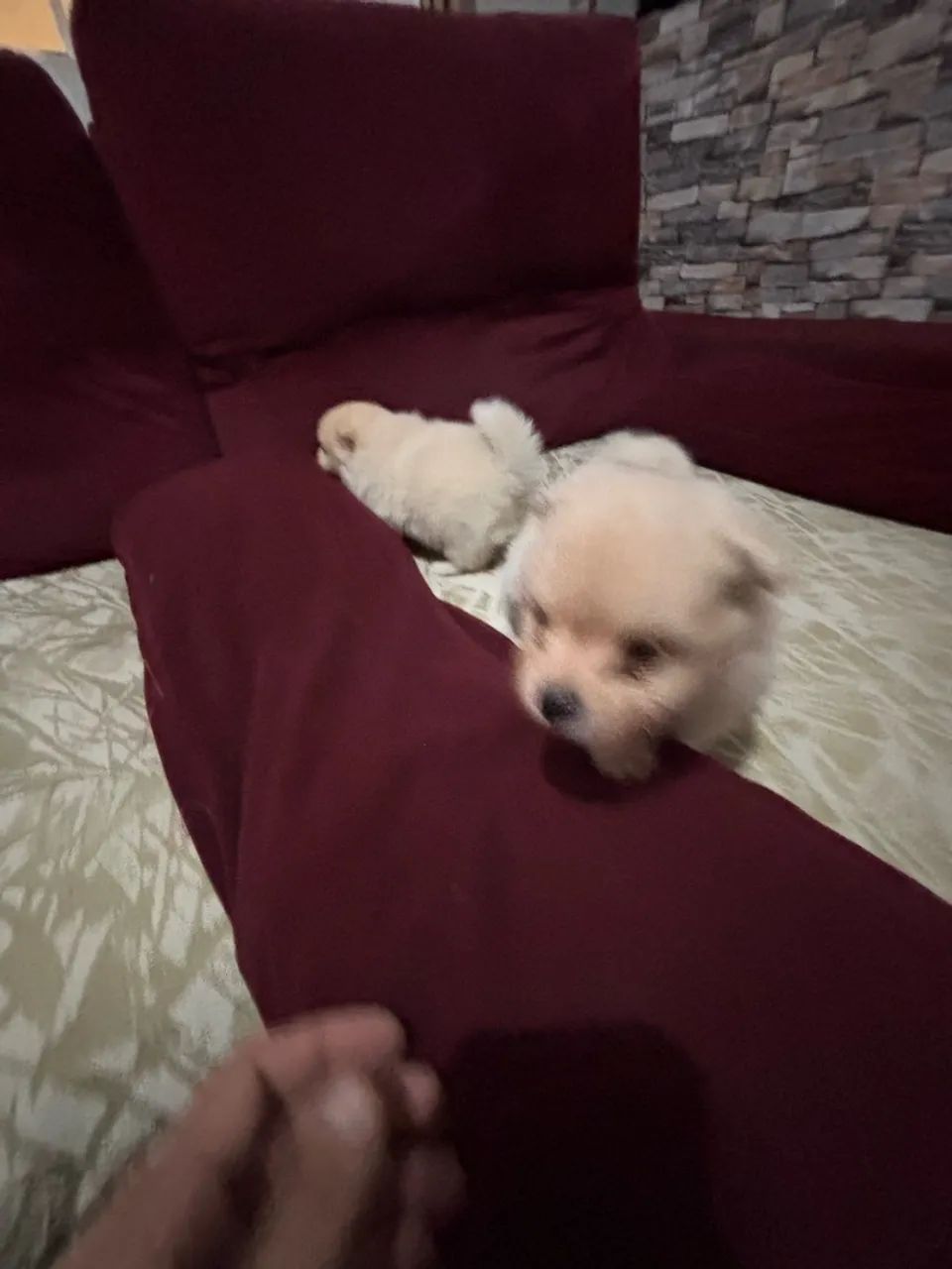 Spitz alemão  - Foto 5