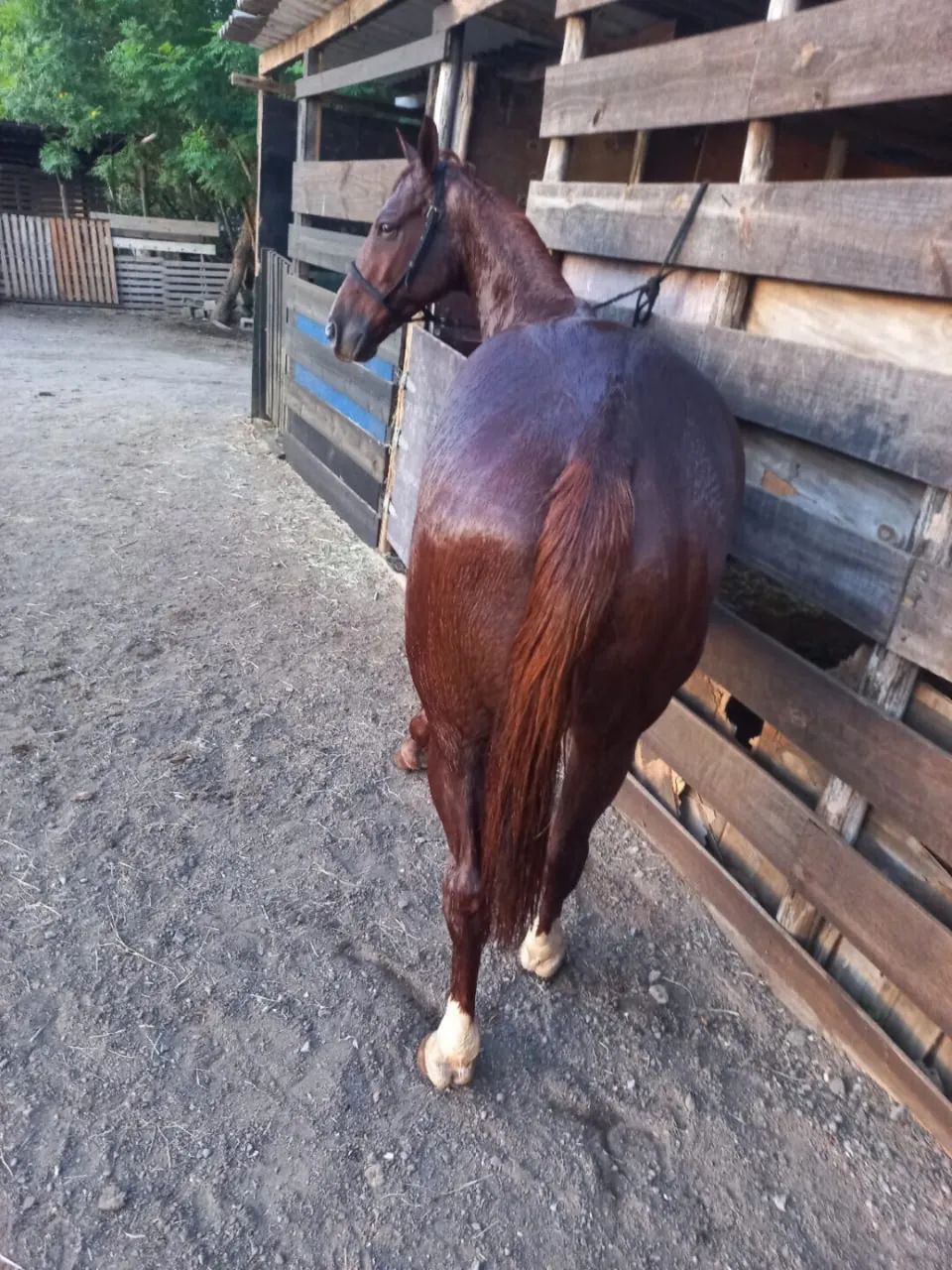 Cavalo 