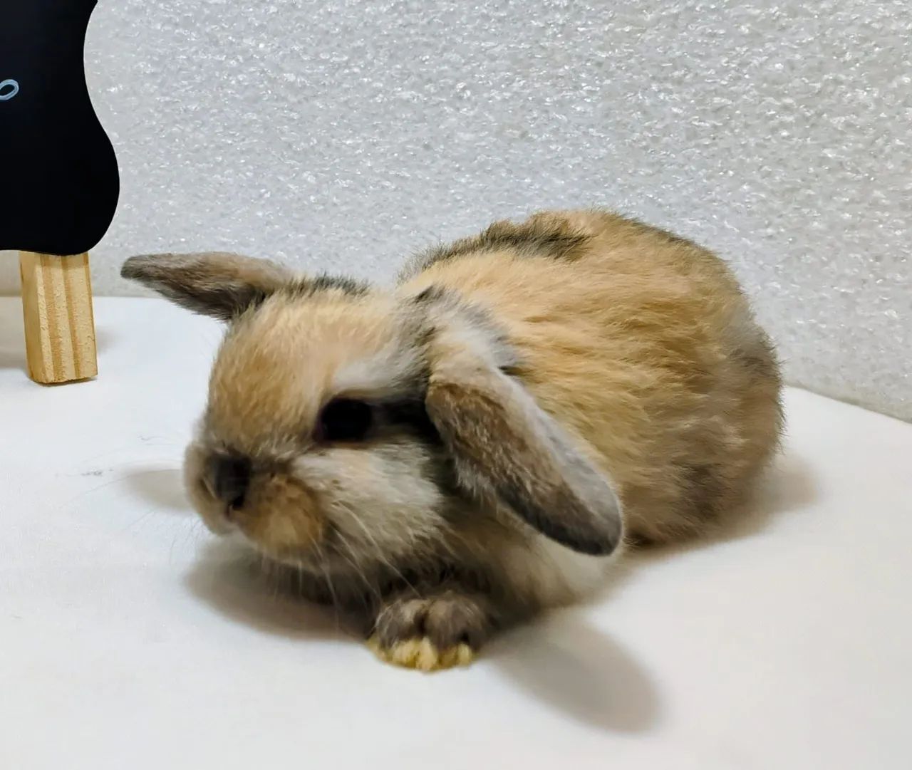 Mini Lop Mini Coelhos  - Foto 4