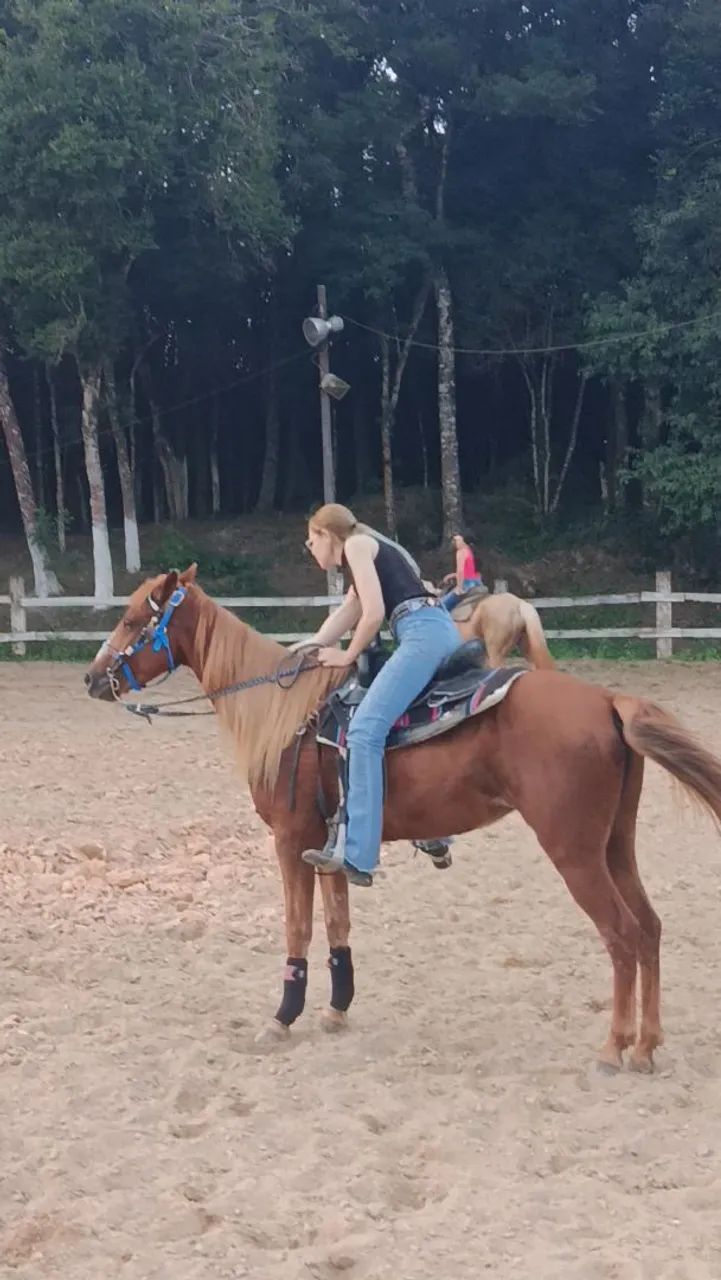 Cavalo / Égua Três Tambores  - Foto 5