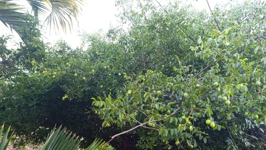 Você que quer sossego.  - Foto 3