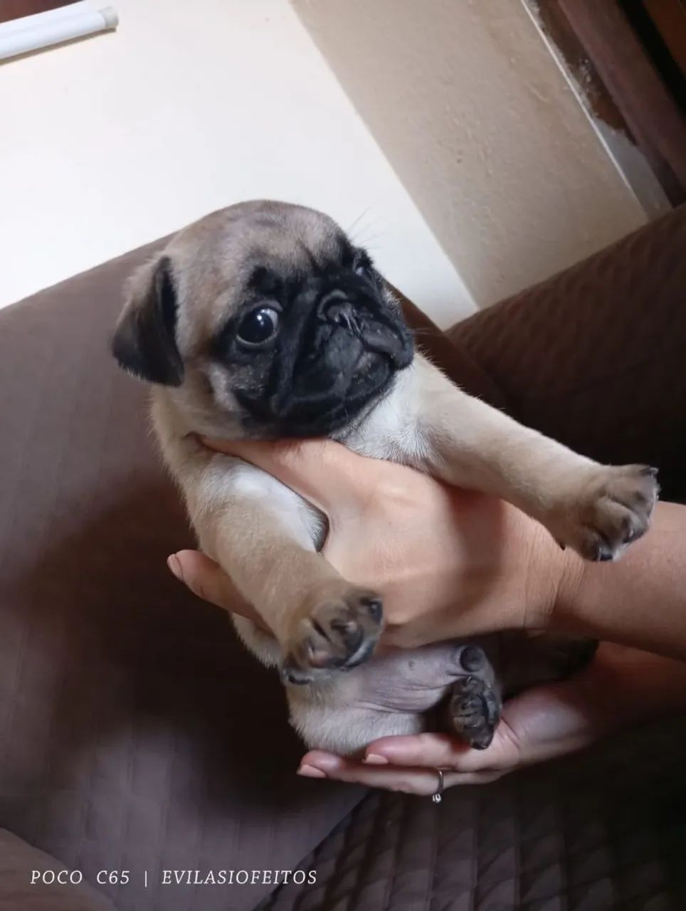 Pug filhote macho