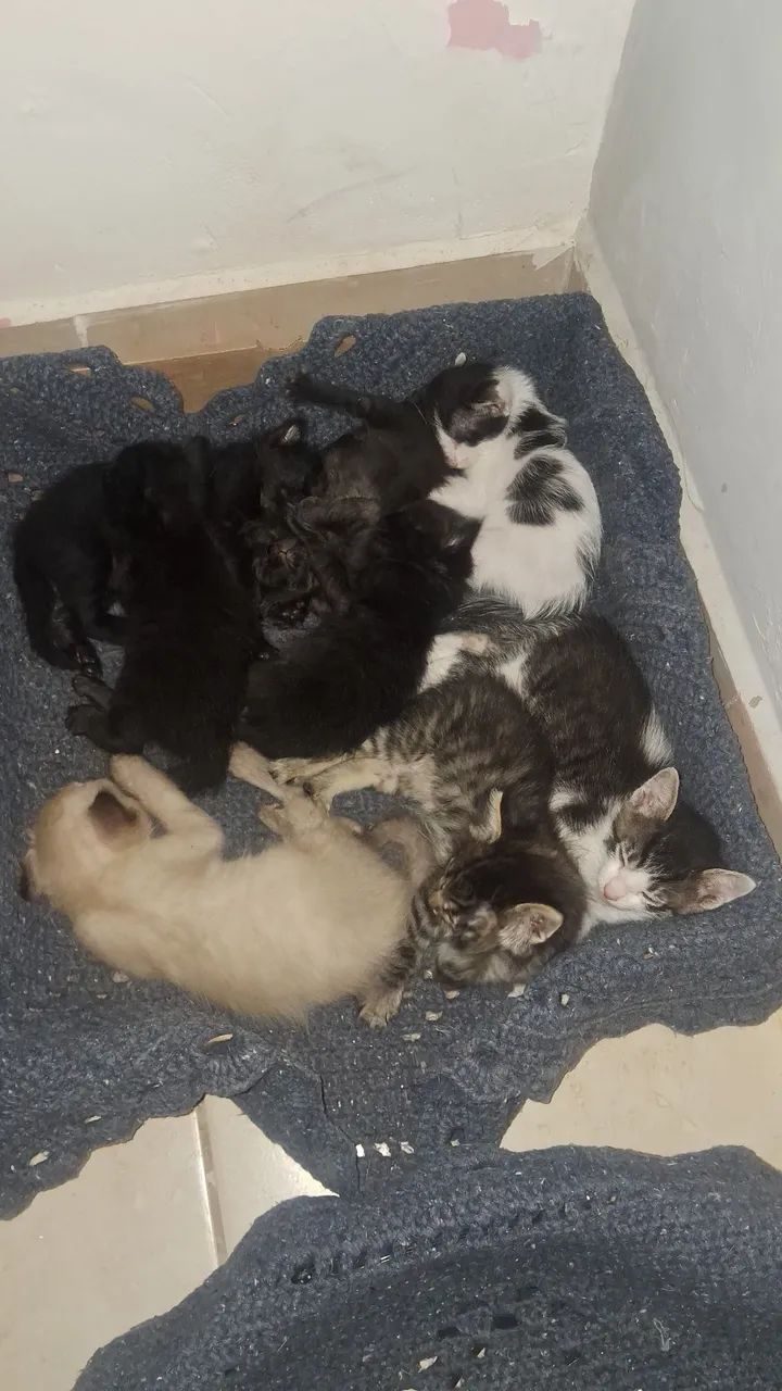 Doando gatos 
