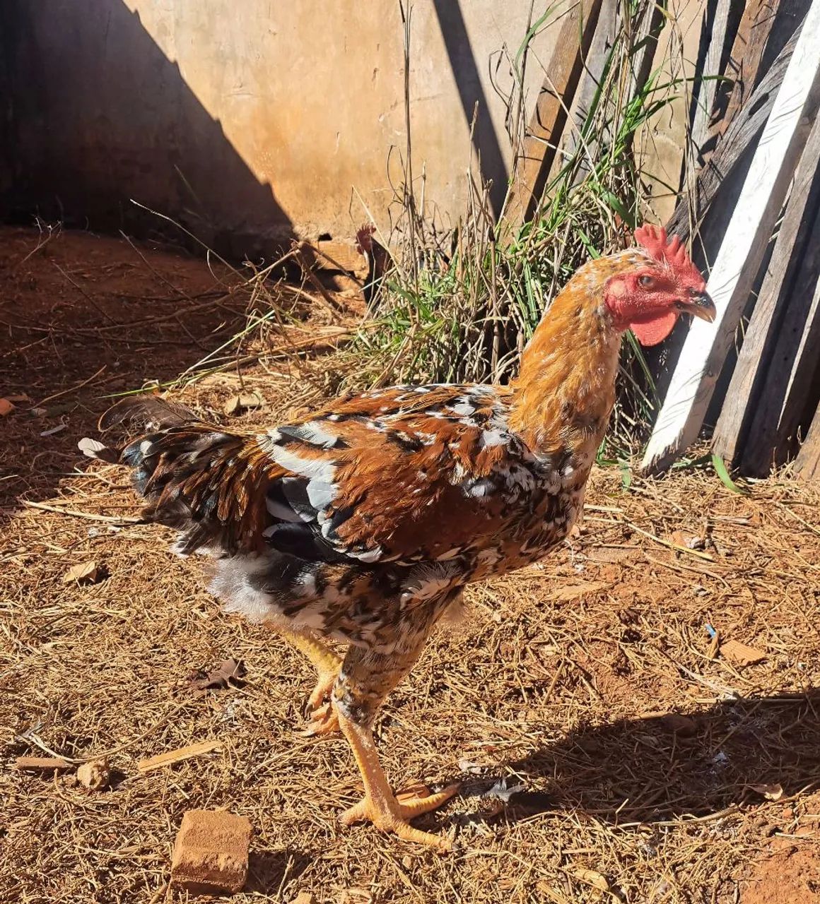 Frango balão  - Foto 4