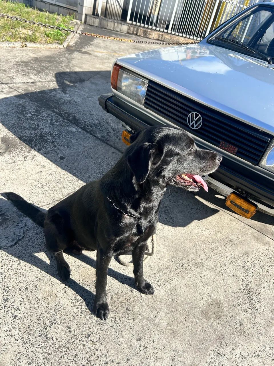 Labrador  - Foto 4