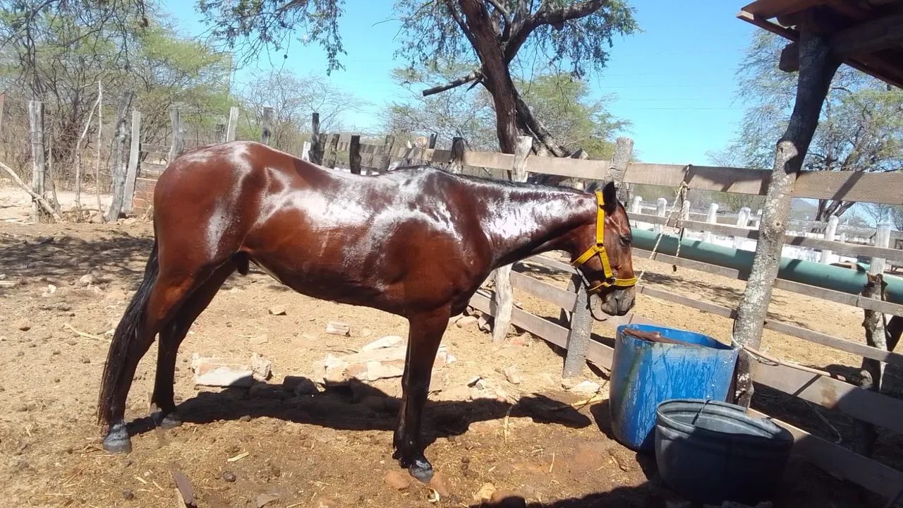 Cavalo QM - Foto 6