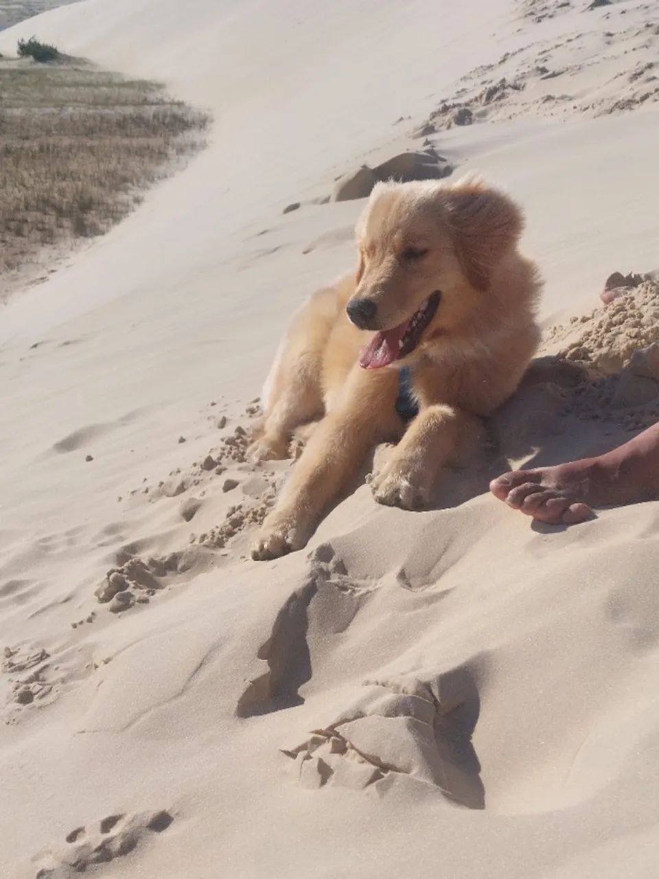 Golden retriver - Foto 2