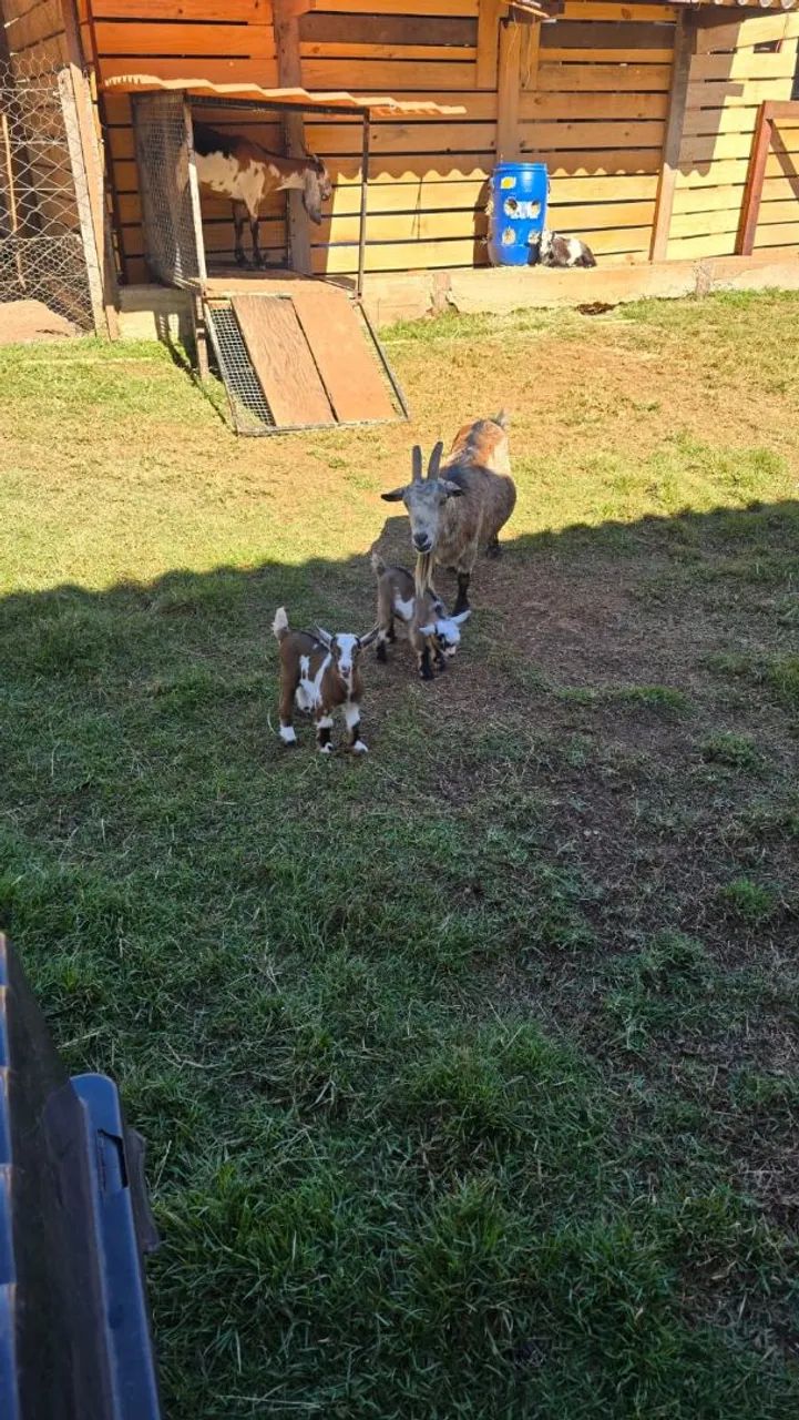 Mini Cabra/ Mini bode / criação  - Foto 2