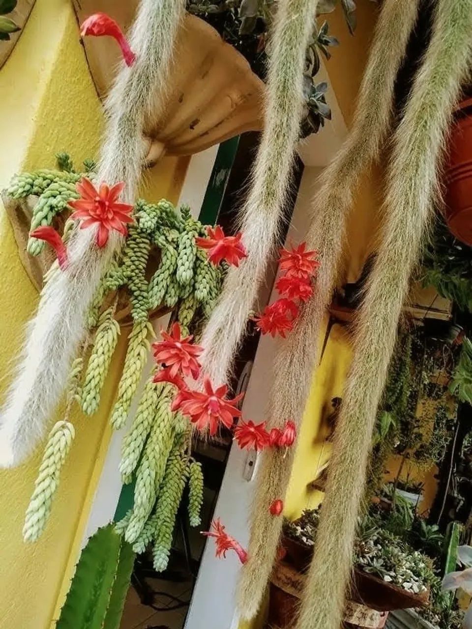 Plantas  - Foto 2