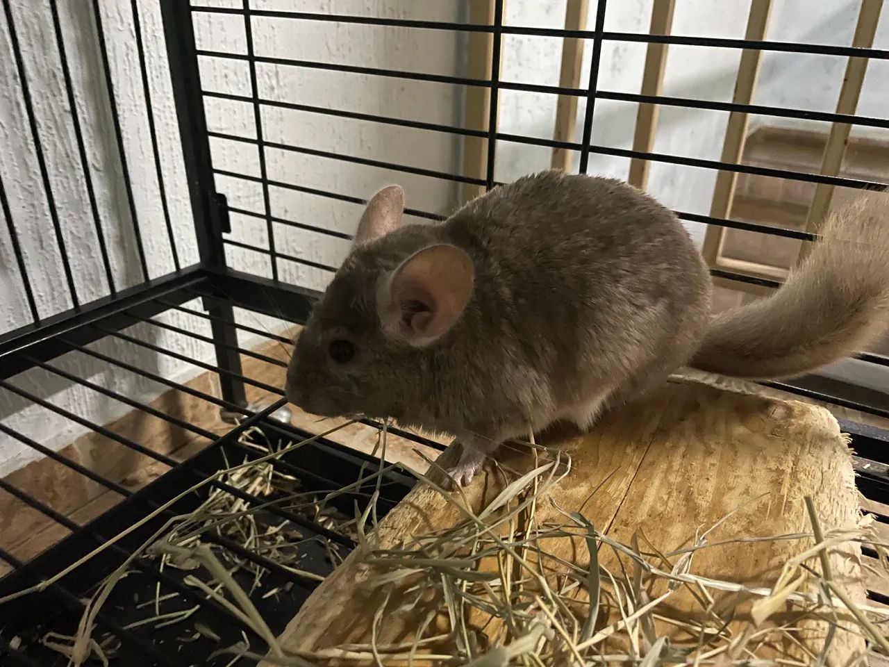 Lindo macho de chinchila  - Foto 5