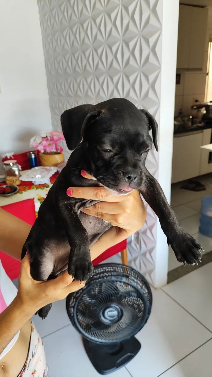 Buldogue Francês  - Foto 2