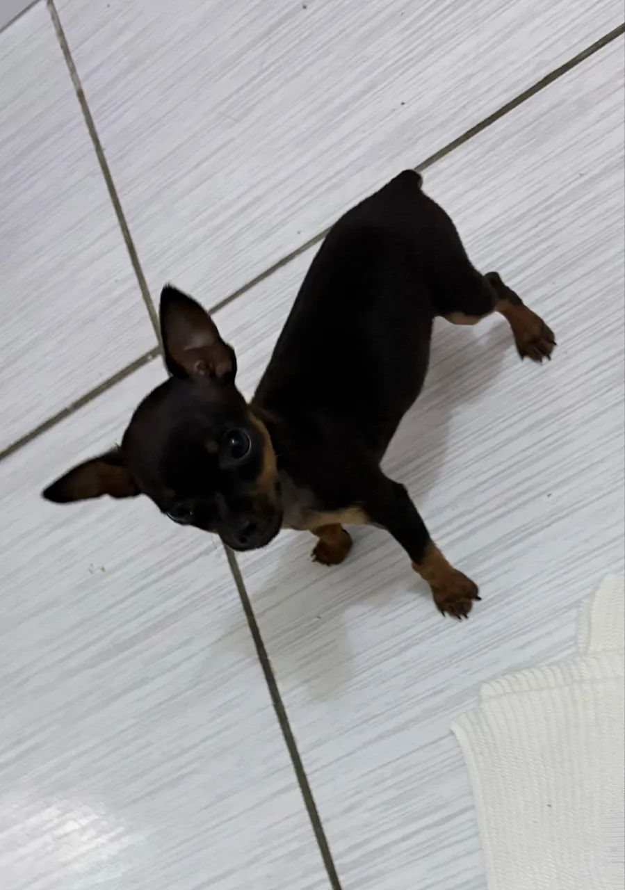 Vendas