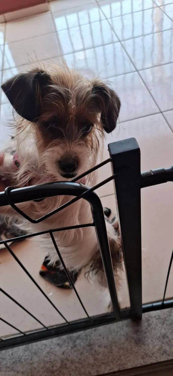 Doa - se cachorrinha