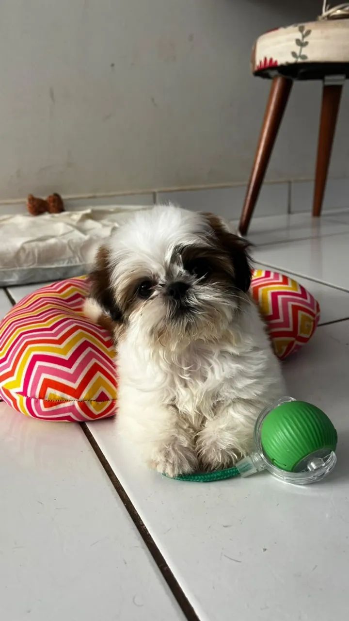 Bbs de 4 patas - Foto 2