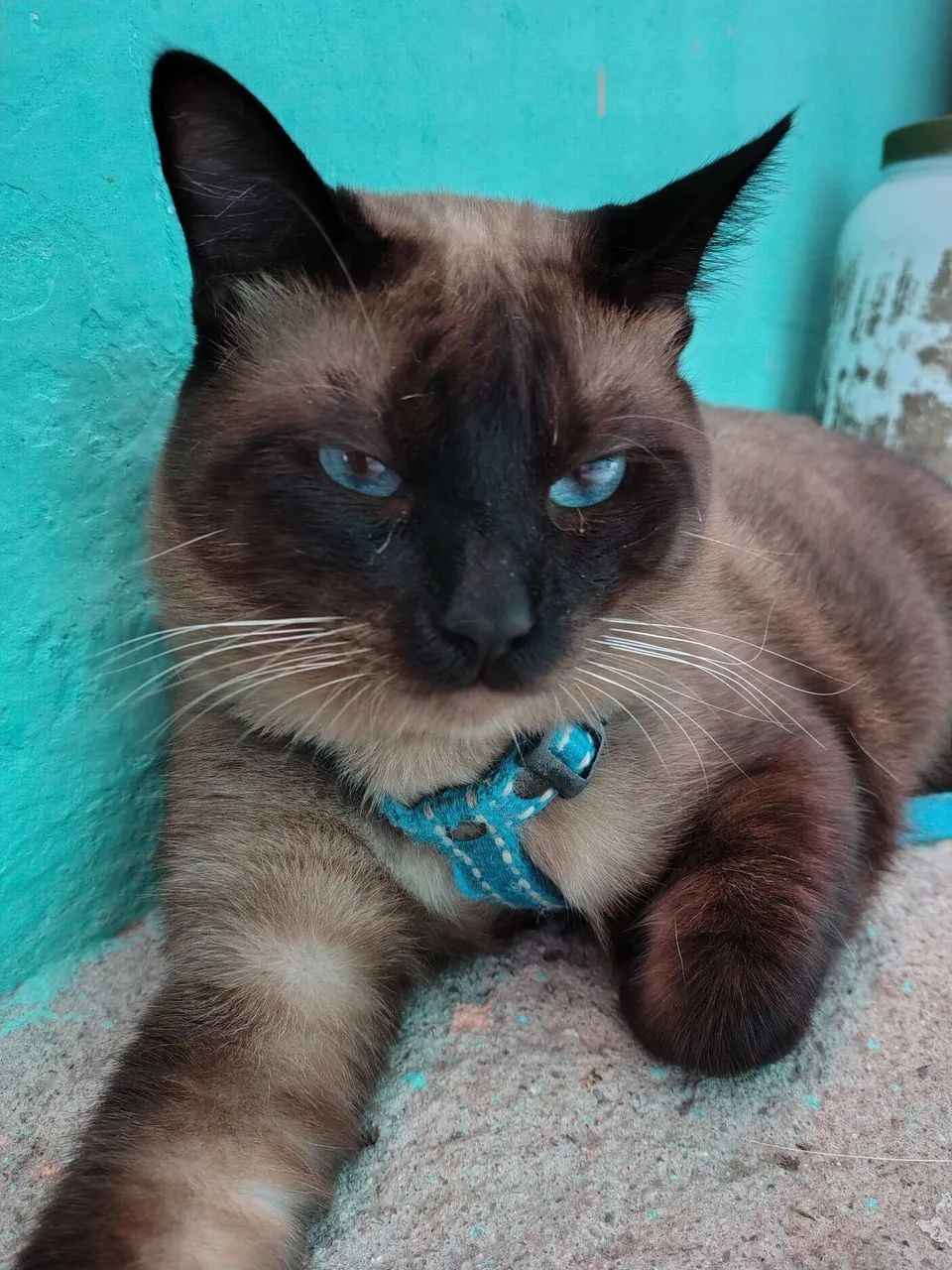 GATO CIAMES LEGÍTIMO 