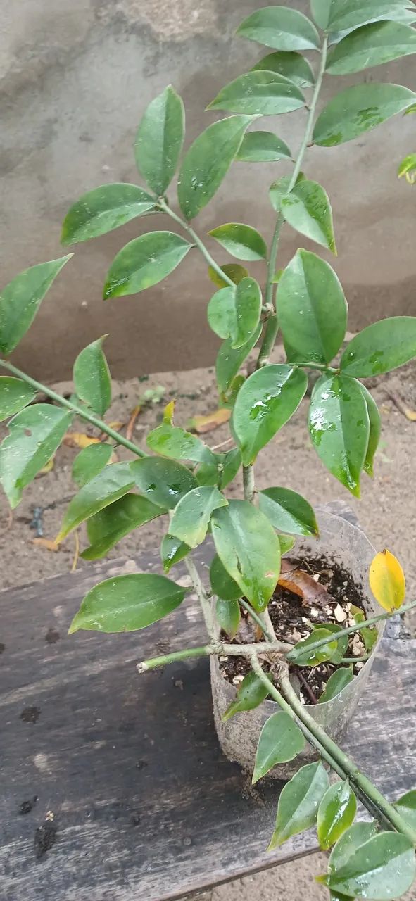 Plantas 