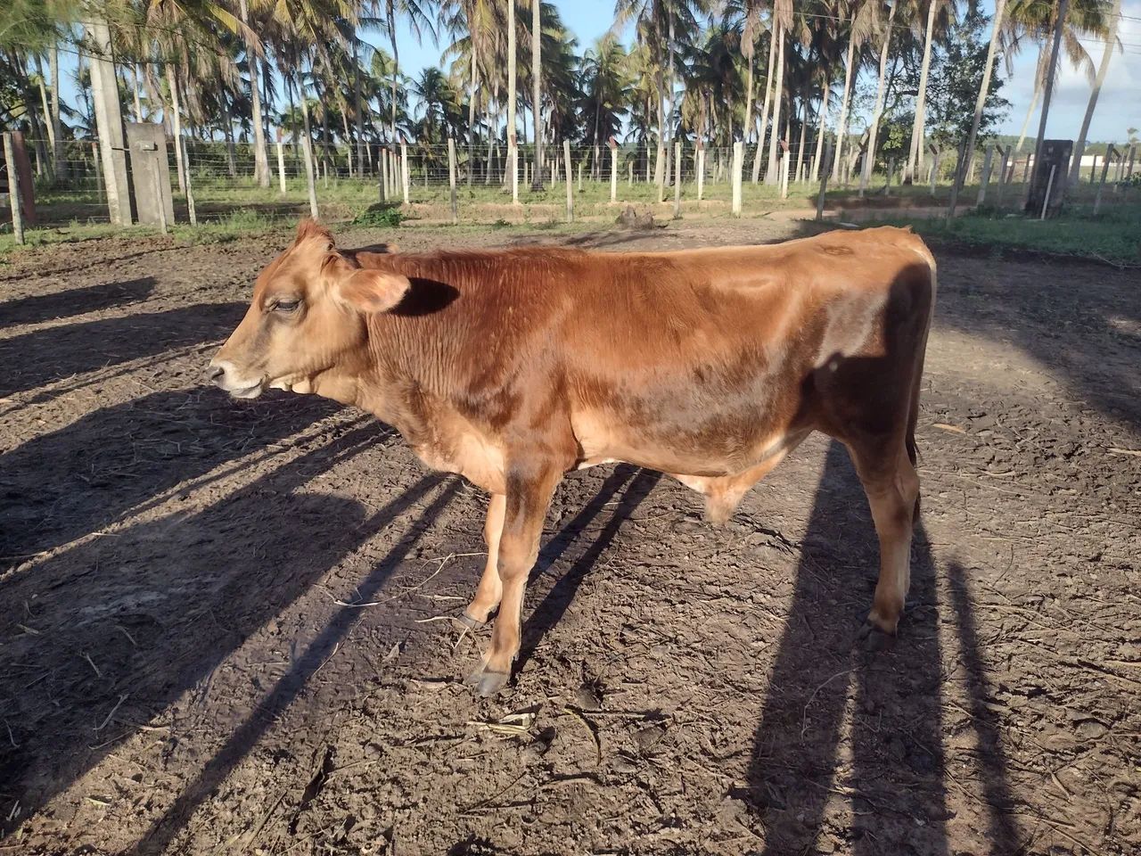 Touro Jersey. Bezerro Jersey  - Foto 2