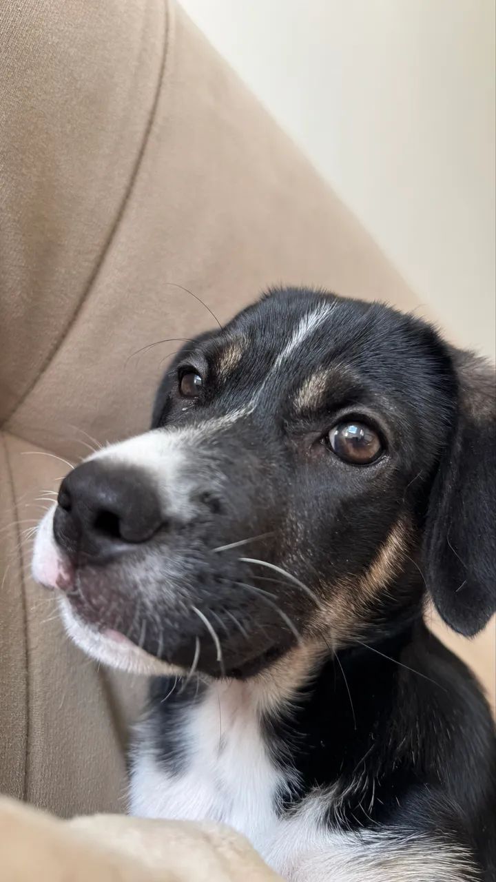 Cachorro  - Foto 2
