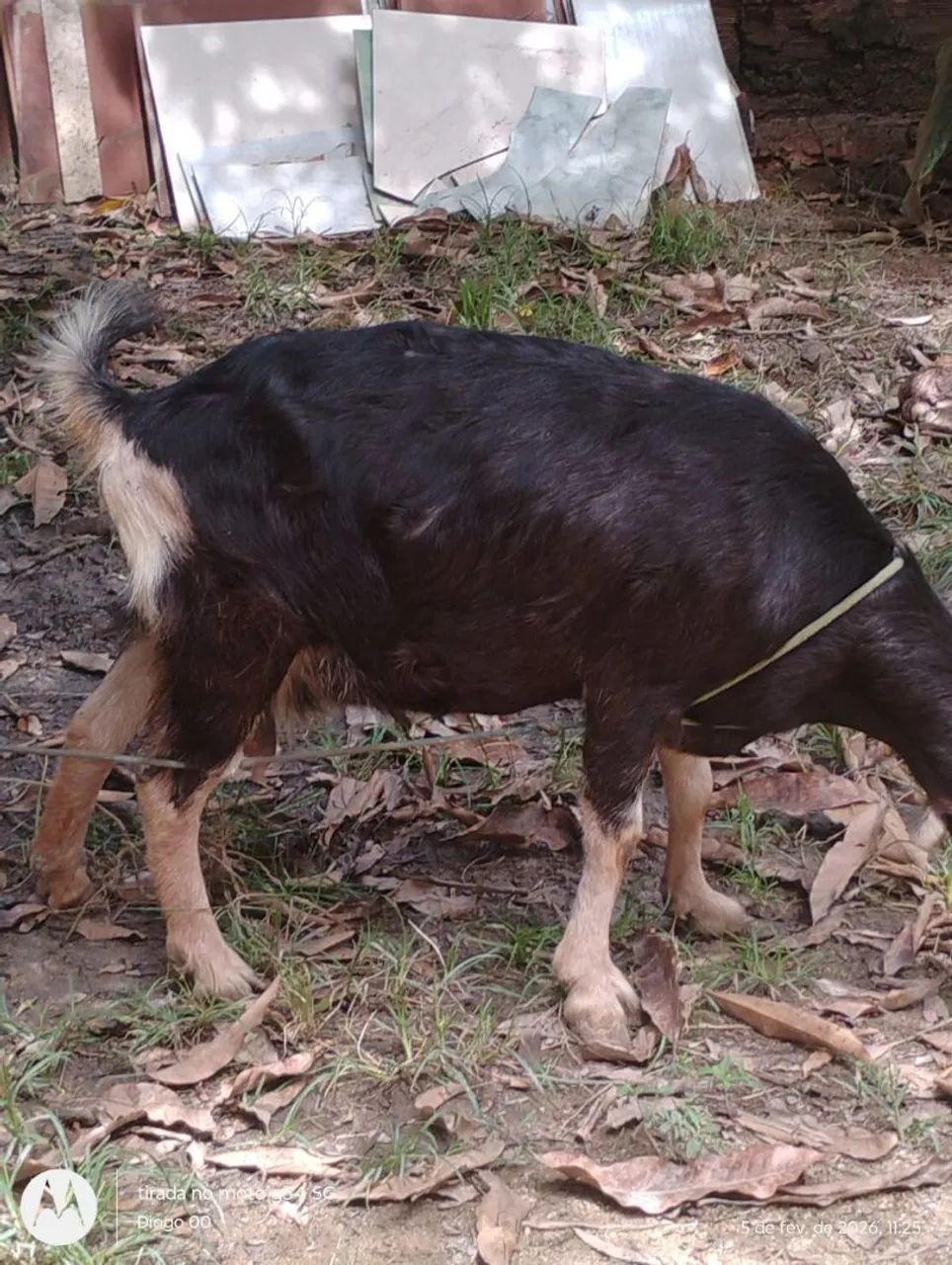 Cabra & Cabrito  - Foto 6