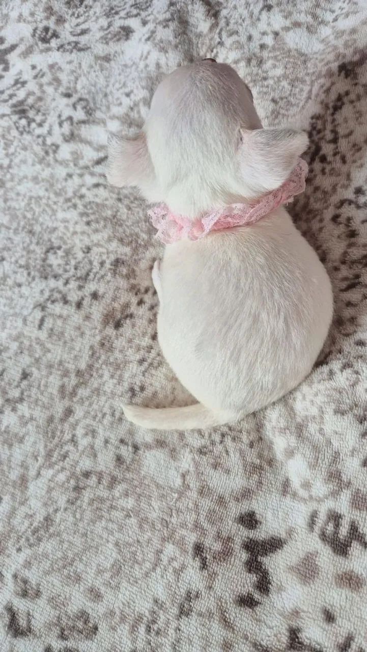 Chihuahua mini - Foto 5
