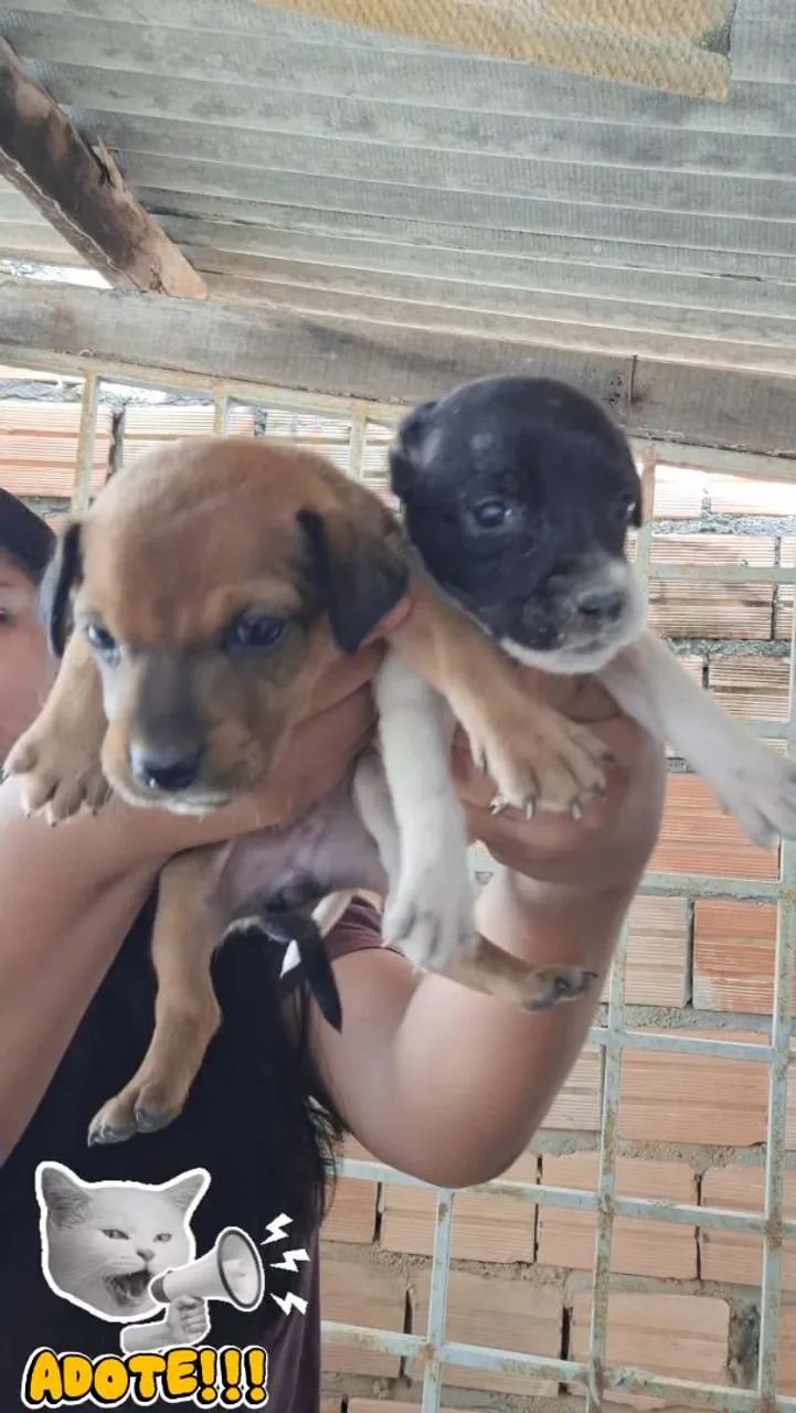 ADOÇÃO MÃE PORTE MEDIO VIRA LATA - Foto 4