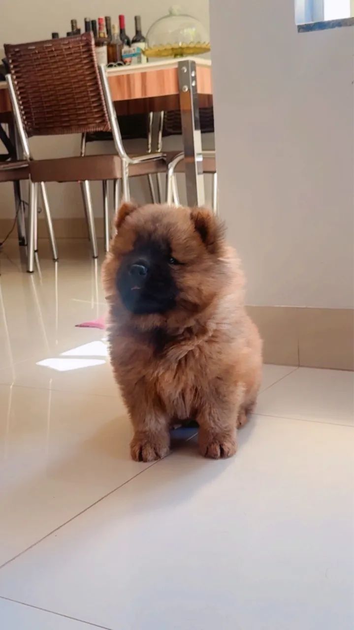 Chochow macho  - Foto 4