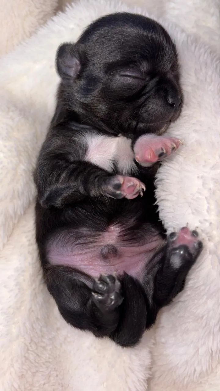 Chihuahua macho filhotes  - Foto 4
