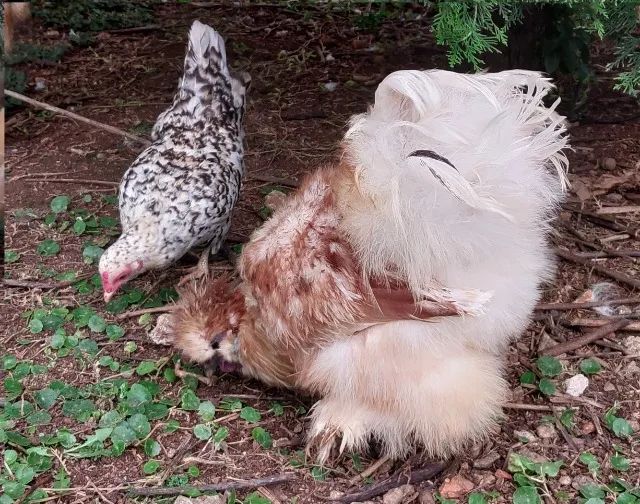 Casal de Galinha e Galo da raça Sedosa do Japão Silkie Vacinados e Vermifugados - Foto 4