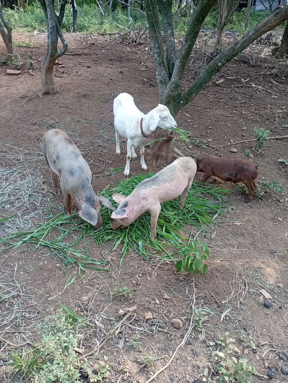 CABRA SAANEN RAÇA SUÍÇA LEITEIRA  - Foto 5