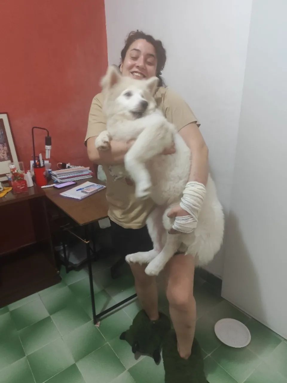 Busco macho para a minha cachorrinha  - Foto 2