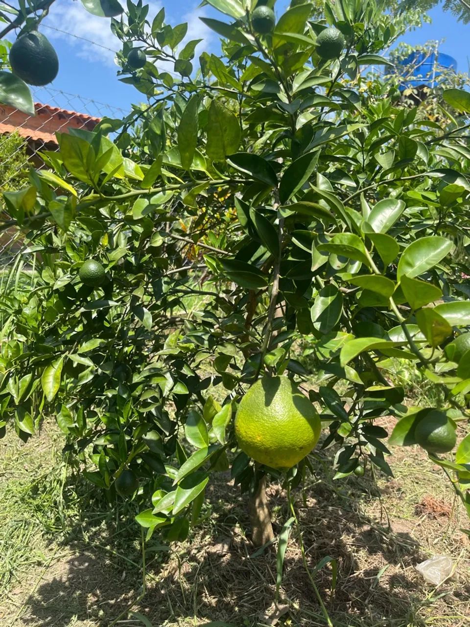 Vende-se chácara  - Foto 2